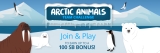 Arctic Animals Team Challenge – The Daily Swag